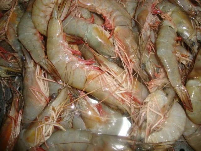 میگو صورتی دریایی صید طبیعی از آب‌های جنوب